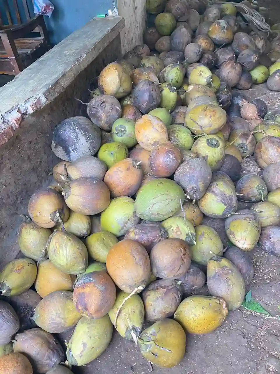 Dusun Majingklak RT 02 RW 07: Sentra Pemasok Kelapa Berkualitas dari Desa Pegandekan