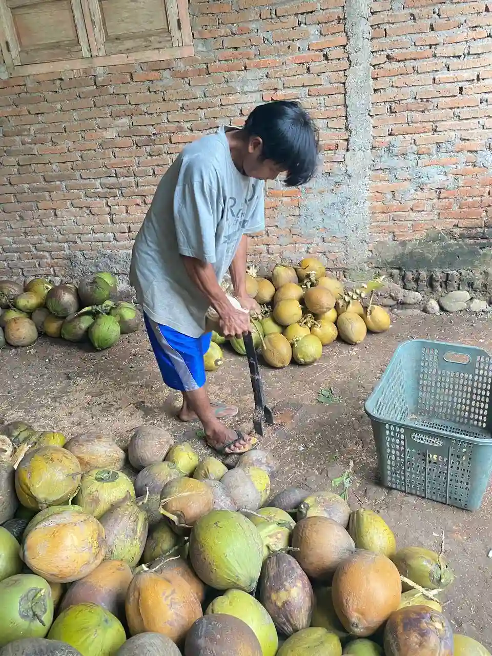 Pengupasan Sabut Kelapa